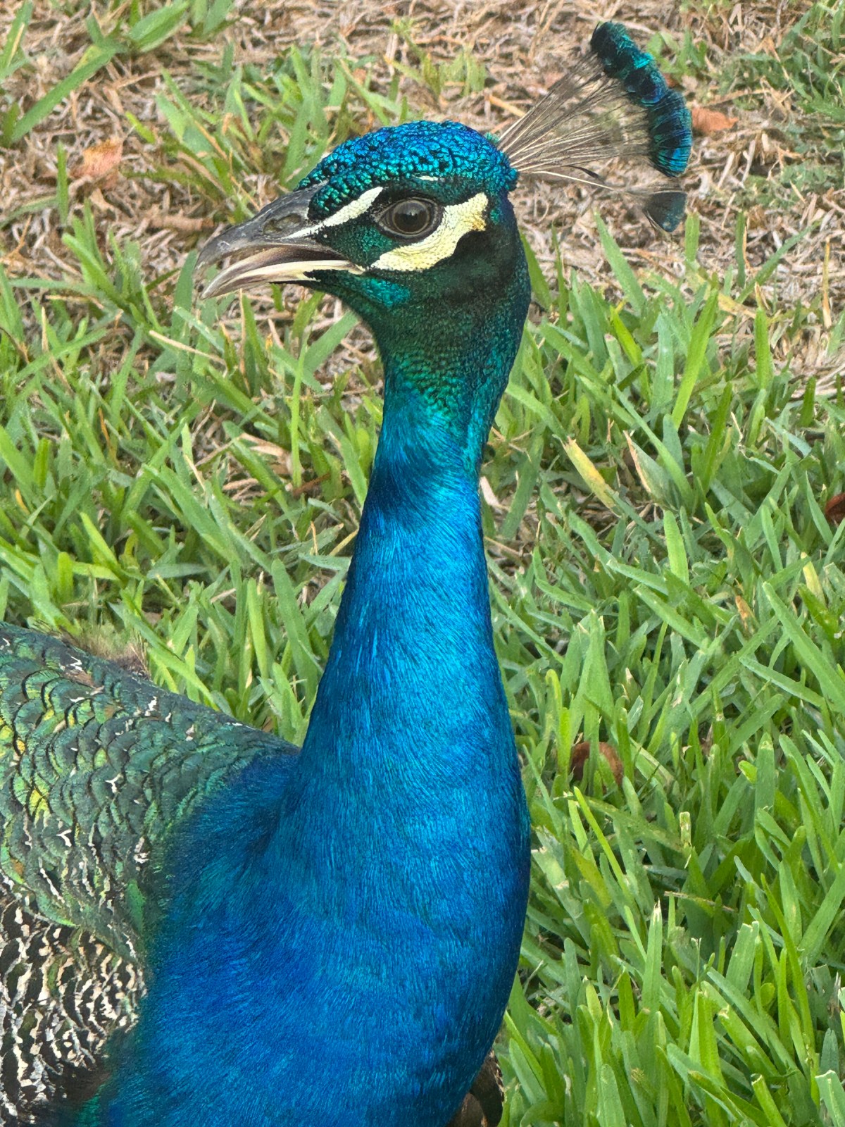 Remembering the Future